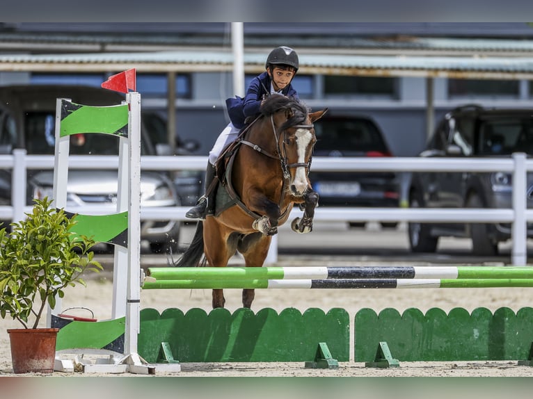 Altre razze Giumenta 11 Anni 127 cm Baio in Soto Del Real