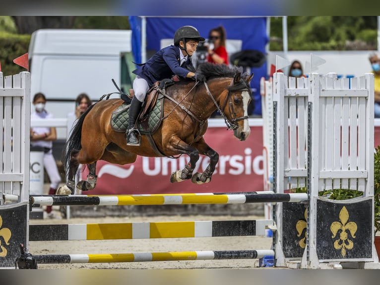 Altre razze Giumenta 11 Anni 127 cm Baio in Soto Del Real