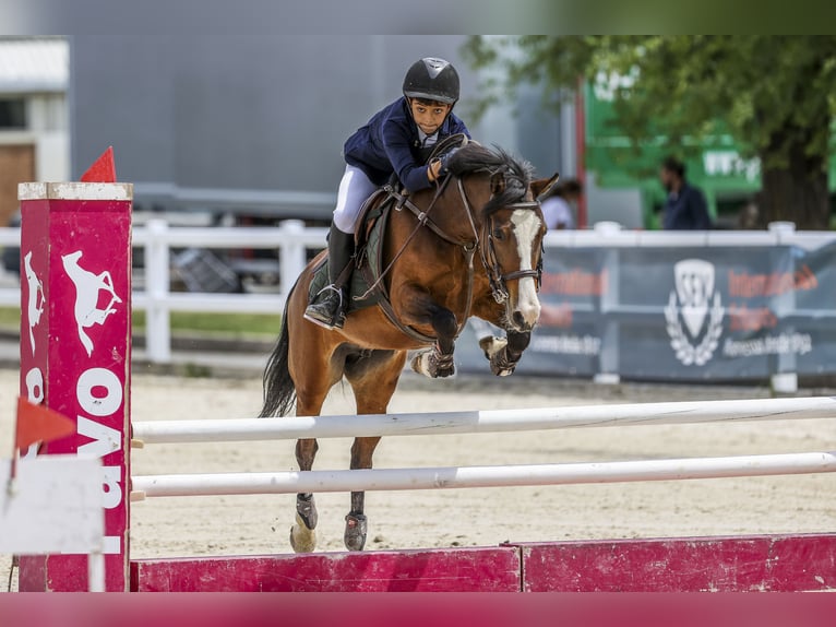 Altre razze Giumenta 11 Anni 127 cm Baio in Soto Del Real