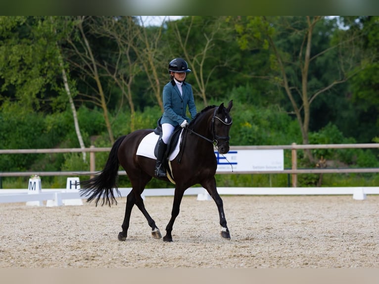 Altre razze Giumenta 11 Anni 137 cm Morello in Heeswijk-Dinther