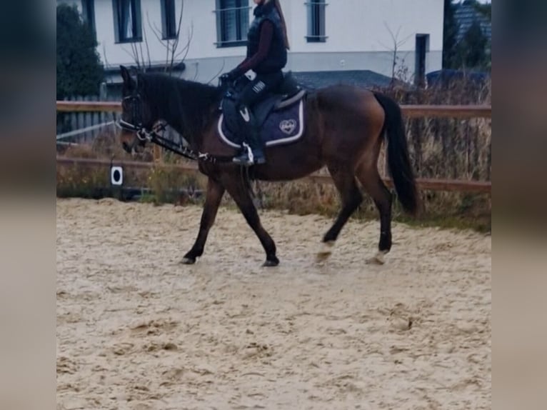 Altre razze Giumenta 11 Anni 138 cm Baio in Königswinter