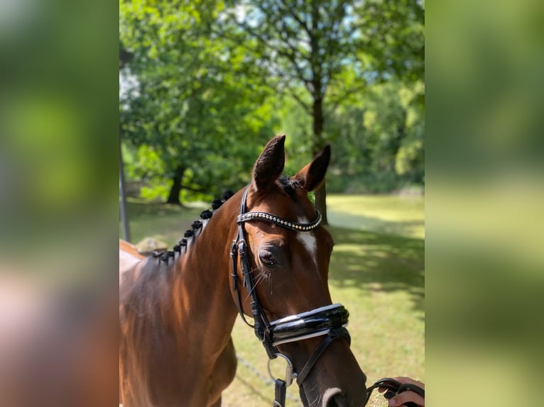 Altre razze Giumenta 11 Anni 140 cm Baio in Wijchmaal
