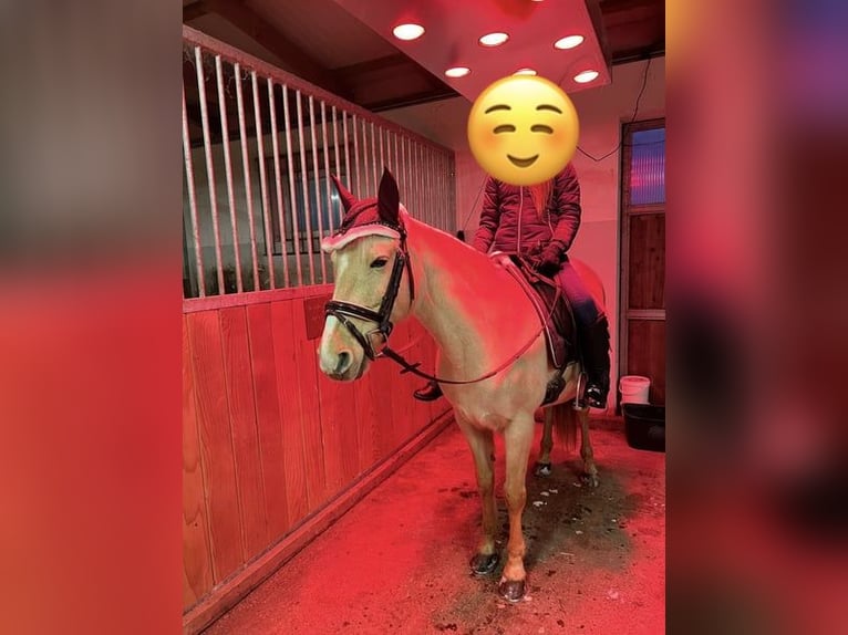 Altre razze Giumenta 11 Anni 142 cm Palomino in Dobersdorf
