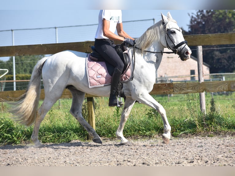 Altre razze Giumenta 11 Anni 148 cm Bianco in Achtmaal