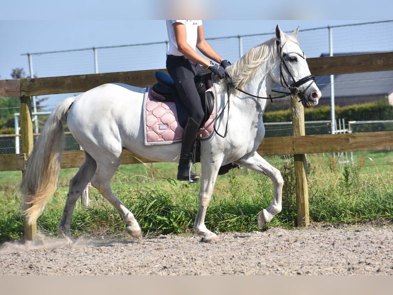 Altre razze Giumenta 11 Anni 148 cm Bianco in Achtmaal