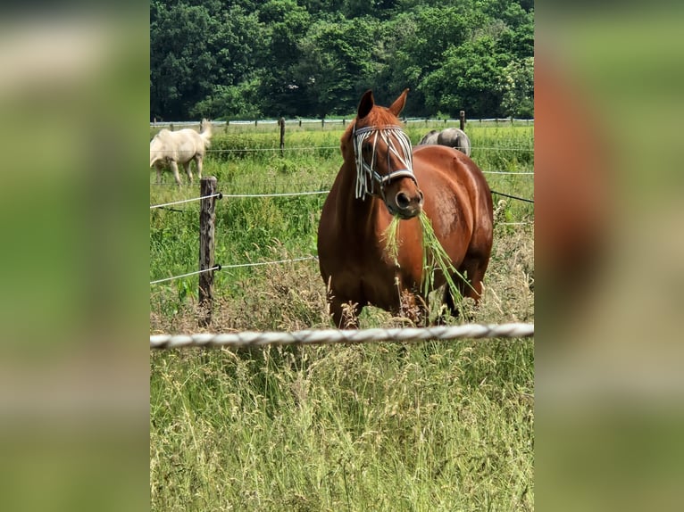 Altre razze Giumenta 11 Anni 148 cm Sauro in Grevenbroich