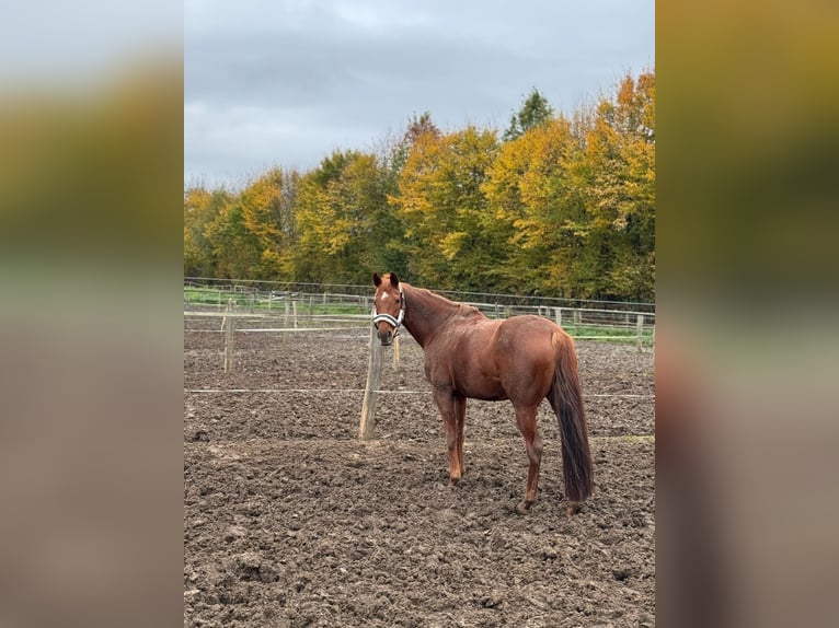 Altre razze Giumenta 11 Anni 148 cm Sauro in Grevenbroich