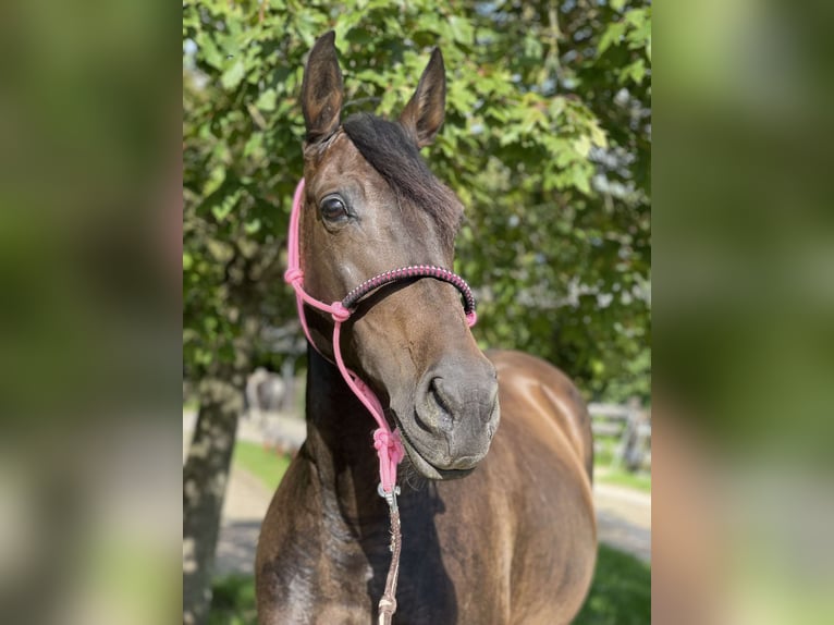 Altre razze Giumenta 11 Anni 157 cm Baio scuro in Roodt-sur-Syre