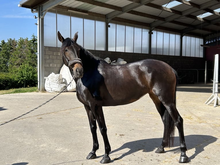 Altre razze Giumenta 11 Anni 157 cm Baio scuro in Roodt-sur-Syre