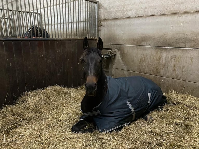 Altre razze Giumenta 11 Anni 157 cm Baio scuro in Roodt-sur-Syre