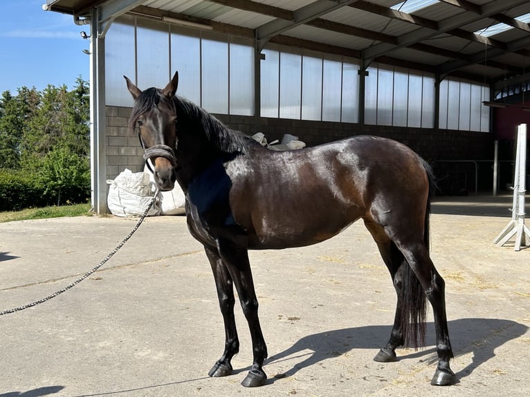 Altre razze Giumenta 11 Anni 157 cm Baio scuro in Roodt-sur-Syre