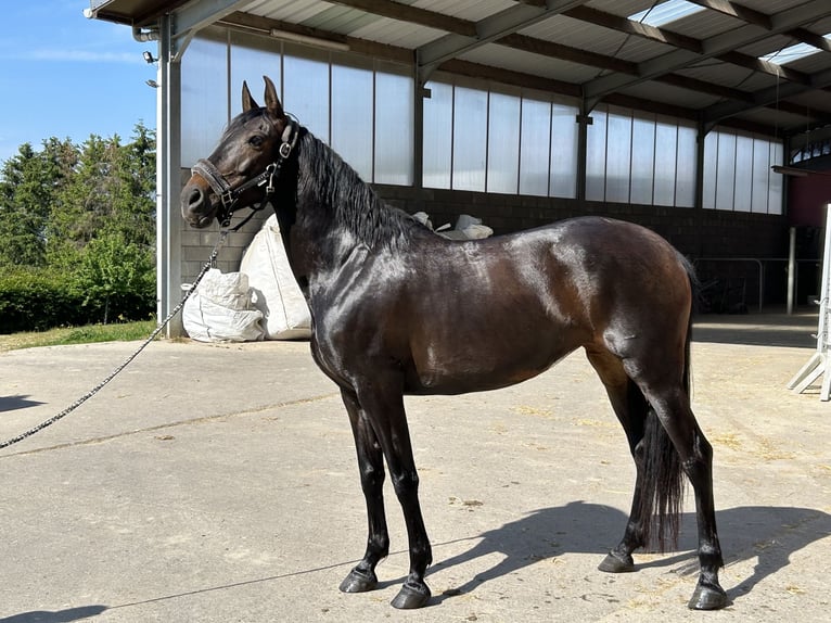 Altre razze Giumenta 11 Anni 157 cm Baio scuro in Roodt-sur-Syre