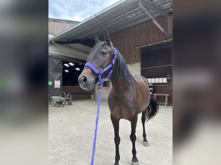 Altre razze Giumenta 11 Anni 157 cm Baio scuro in Roodt-sur-Syre