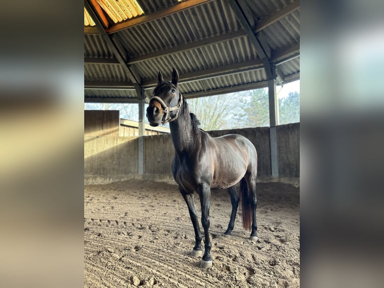 Altre razze Giumenta 11 Anni 157 cm Baio scuro in Roodt-sur-Syre