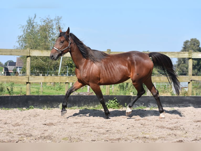 Altre razze Giumenta 11 Anni 161 cm Baio in Achtmaal