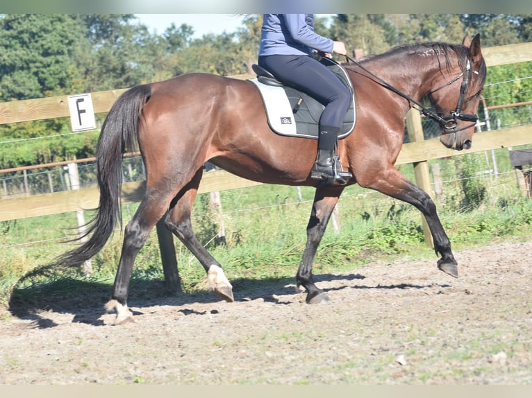 Altre razze Giumenta 11 Anni 161 cm Baio in Achtmaal