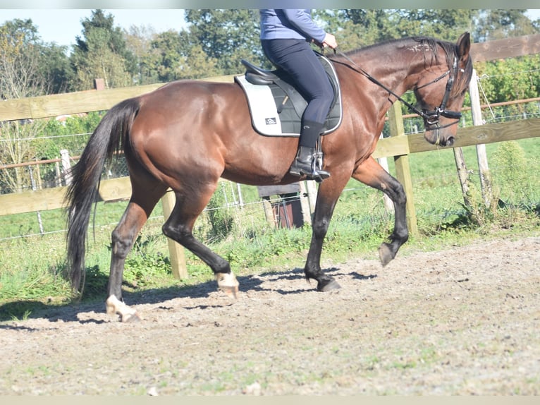 Altre razze Giumenta 11 Anni 161 cm Baio in Achtmaal