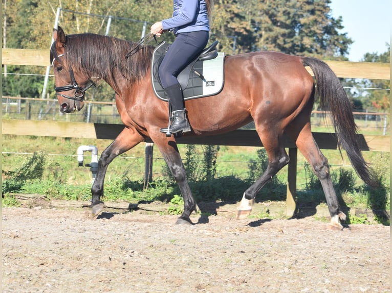 Altre razze Giumenta 11 Anni 161 cm Baio in Achtmaal