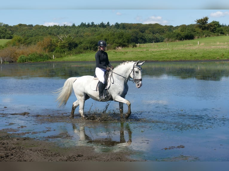 Altre razze Giumenta 11 Anni 162 cm Grigio in Ganschow