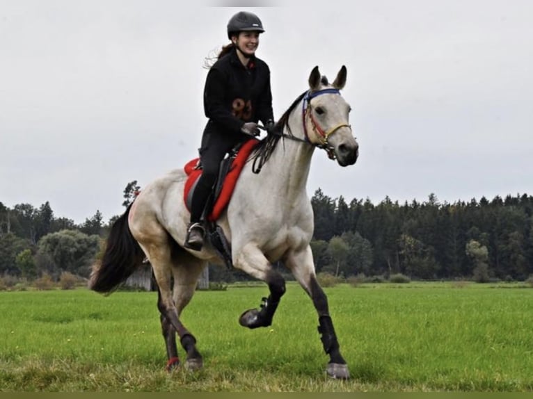 Altre razze Giumenta 11 Anni 163 cm Pelle di daino in Rotenburg an der Fulda