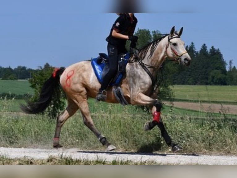Altre razze Giumenta 11 Anni 163 cm Pelle di daino in Rotenburg an der Fulda