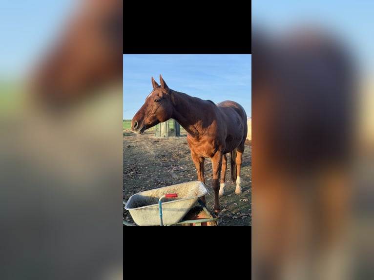 Altre razze Giumenta 11 Anni 163 cm Sauro in Vlotho