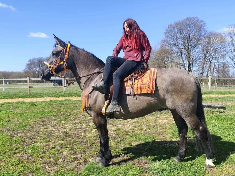 Altre razze Giumenta 11 Anni 164 cm Grullo in Linkenbach
