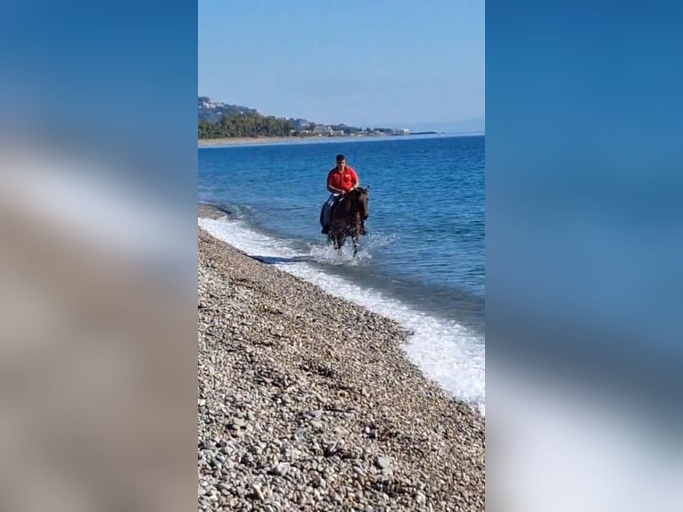 Altre razze Giumenta 11 Anni 165 cm Baio in Solarino