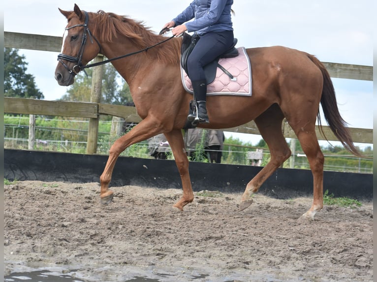 Altre razze Giumenta 11 Anni 168 cm Sauro in Achtmaal