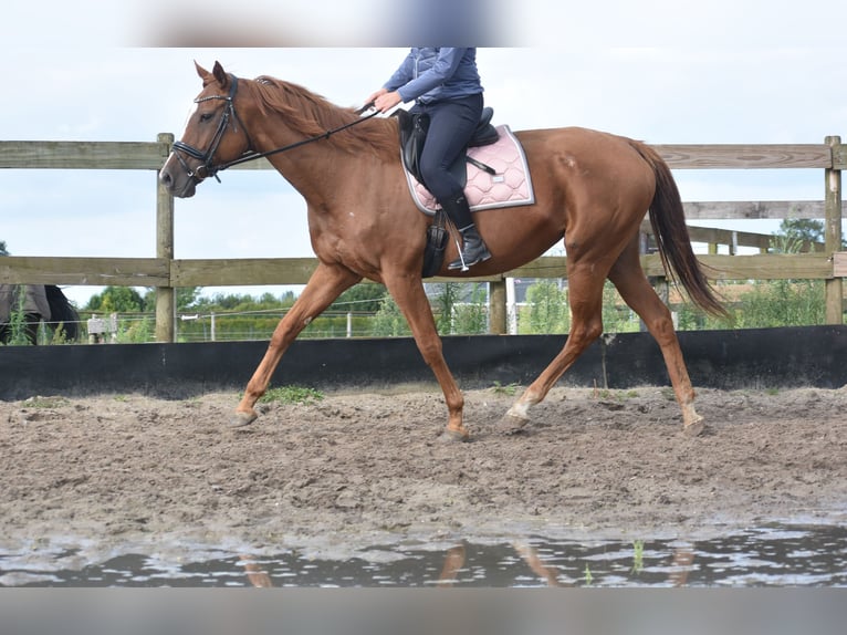 Altre razze Giumenta 11 Anni 168 cm Sauro in Achtmaal