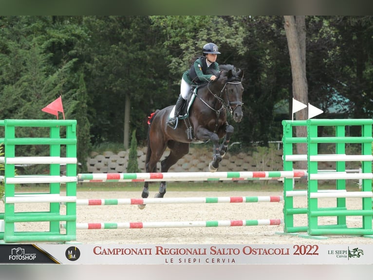 Altre razze Giumenta 11 Anni 174 cm Baio scuro in San Biagio