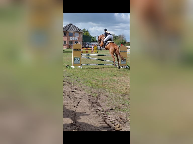 Altre razze Giumenta 11 Anni 174 cm Sauro in Moormerland