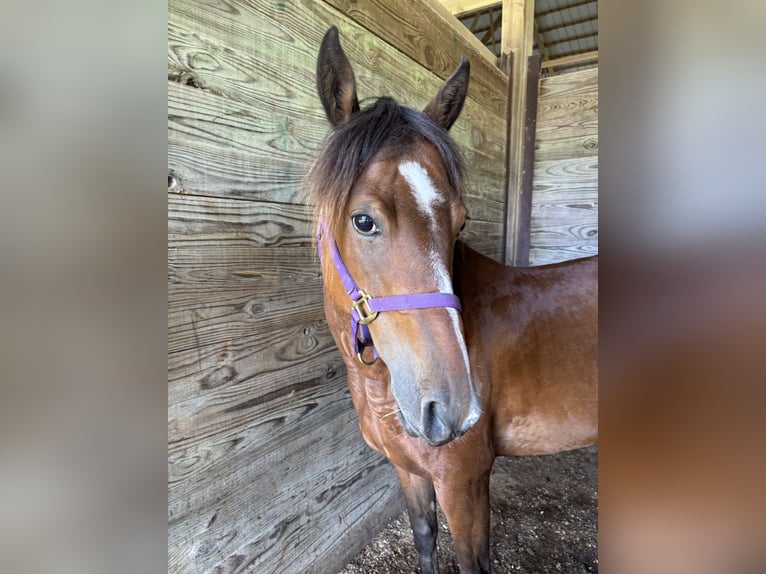 Altre razze Giumenta 11 Anni Baio ciliegia in South Charleston