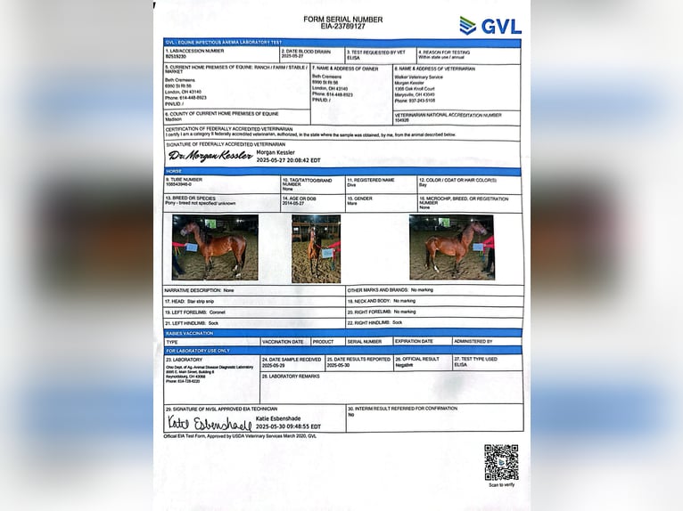 Altre razze Giumenta 11 Anni Baio ciliegia in South Charleston
