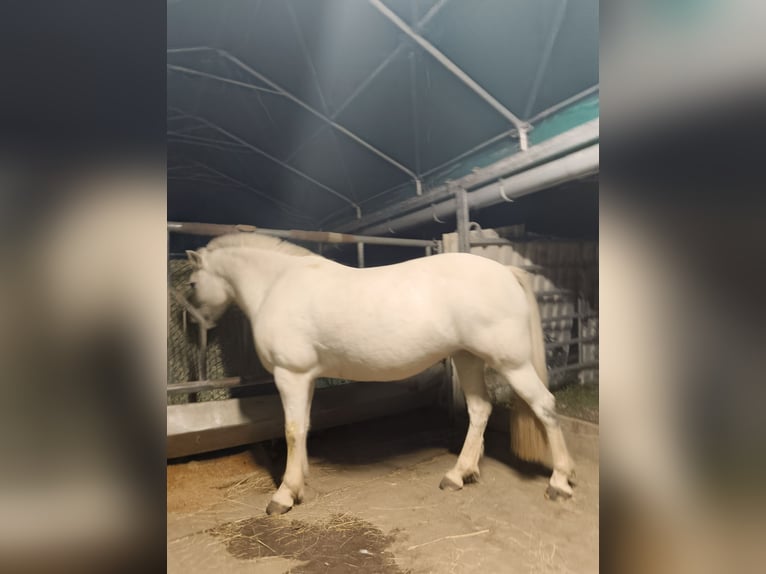 Altre razze Giumenta 12 Anni 133 cm Grigio in Holving