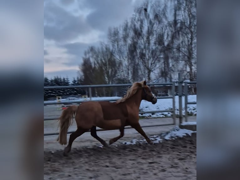 Altre razze Giumenta 12 Anni 138 cm Sauro in Weyhe