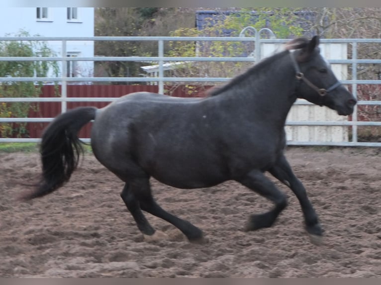 Altre razze Mix Giumenta 12 Anni 145 cm Grigio ferro in Buttst&#xE4;dt