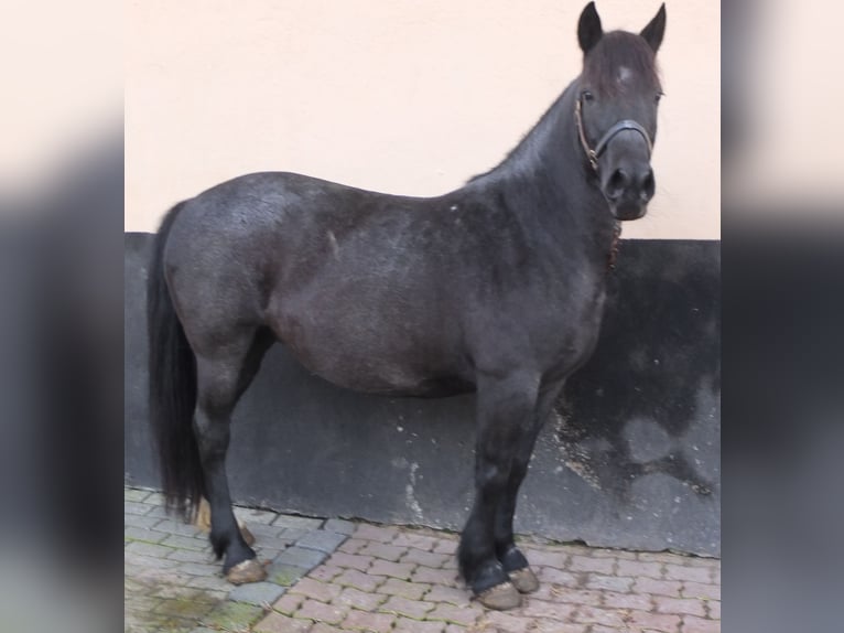 Altre razze Giumenta 12 Anni 145 cm Grigio ferro in Ellersleben