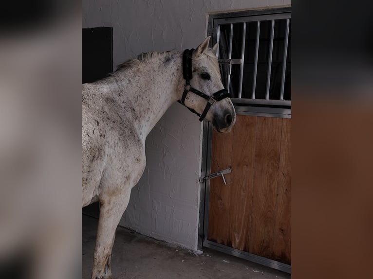 Altre razze Mix Giumenta 12 Anni 149 cm Grigio in Villanueva De Gallego