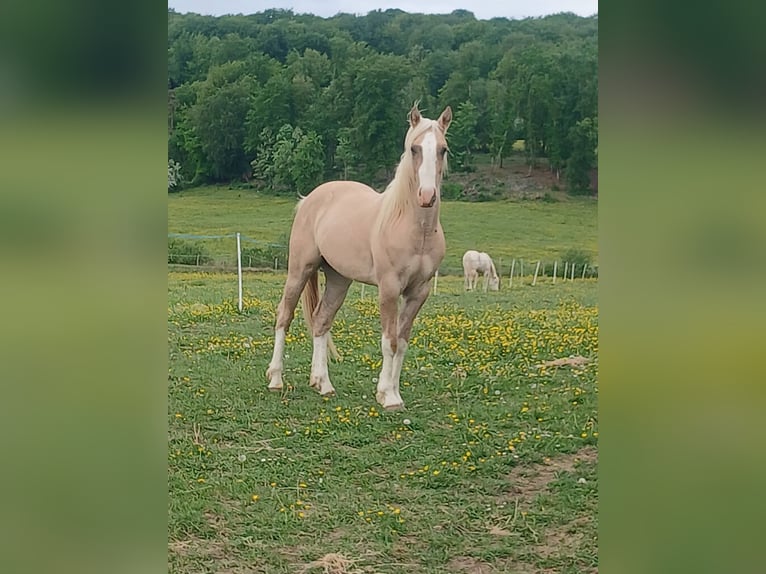 Altre razze Giumenta 12 Anni 149 cm Tobiano-tutti i colori in Langres