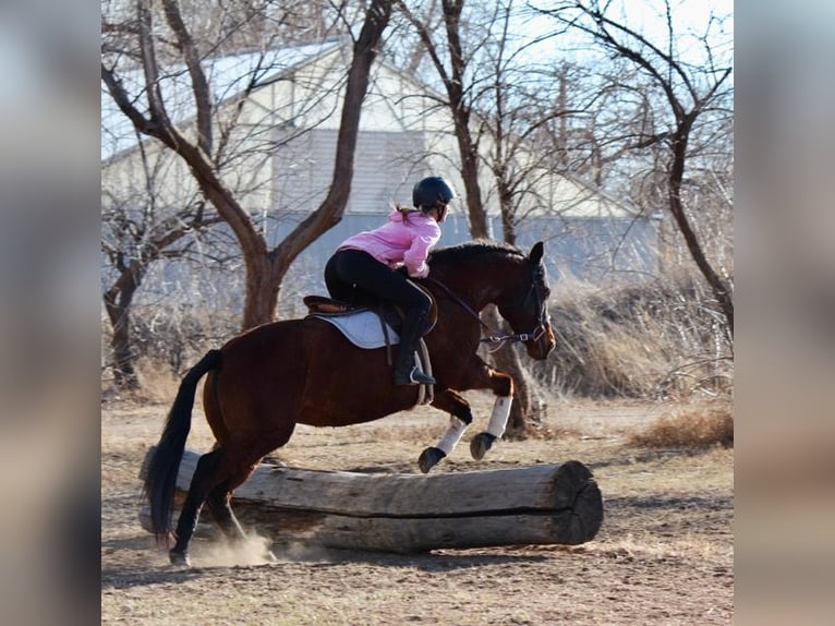 Altre razze Giumenta 12 Anni 152 cm Baio ciliegia in Fort Collins