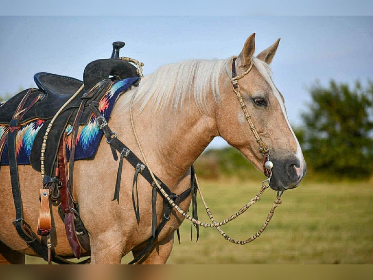 Altre razze Giumenta 12 Anni 152 cm Palomino in Corsica