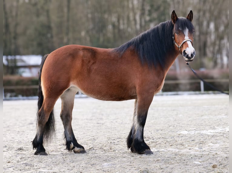 Altre razze Giumenta 12 Anni 153 cm Baio in Neustadt (Wied)