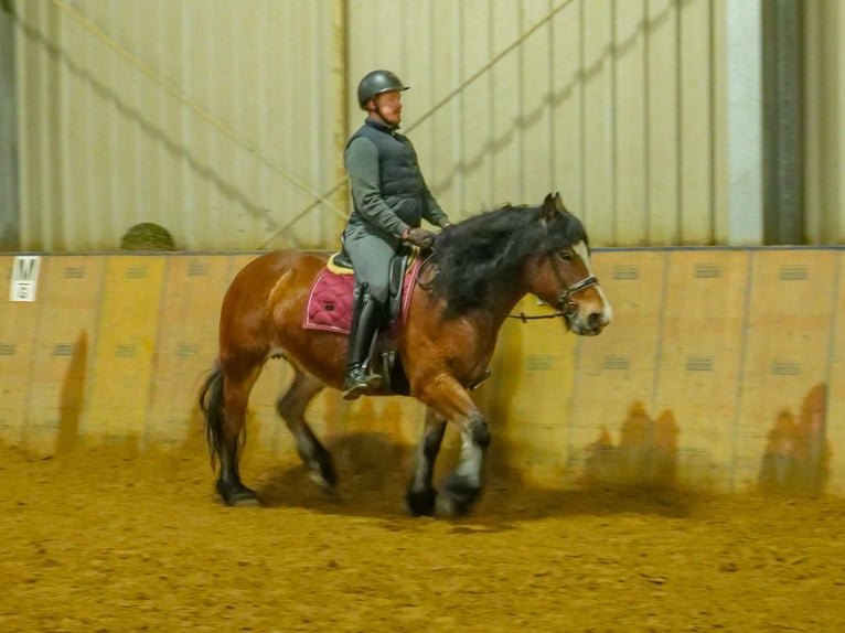 Altre razze Giumenta 12 Anni 153 cm Baio in Neustadt (Wied)