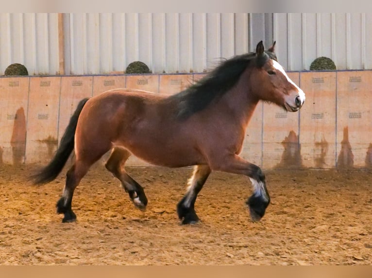 Altre razze Giumenta 12 Anni 153 cm Baio in Neustadt (Wied)