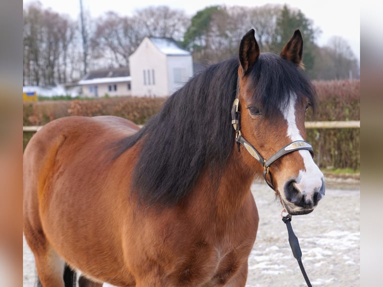 Altre razze Giumenta 12 Anni 153 cm Baio in Neustadt (Wied)