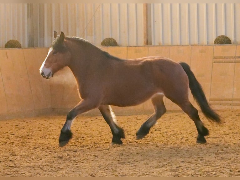 Altre razze Giumenta 12 Anni 153 cm Baio in Neustadt (Wied)