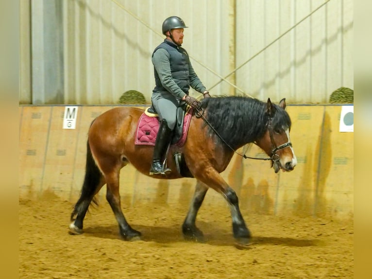 Altre razze Giumenta 12 Anni 153 cm Baio in Neustadt (Wied)