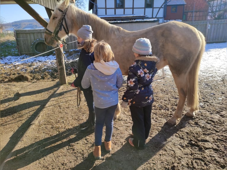 Altre razze Giumenta 12 Anni 154 cm Palomino in Bad Salzdetfurth