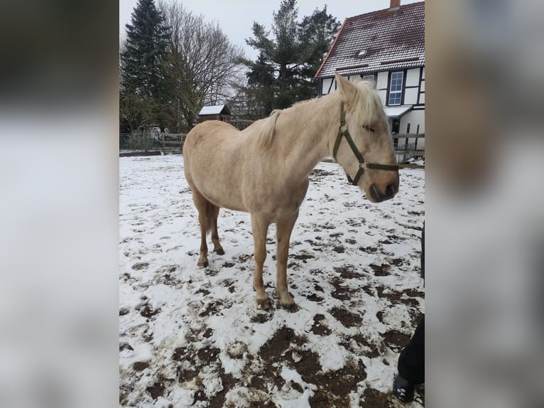 Altre razze Giumenta 12 Anni 154 cm Palomino in Bad Salzdetfurth